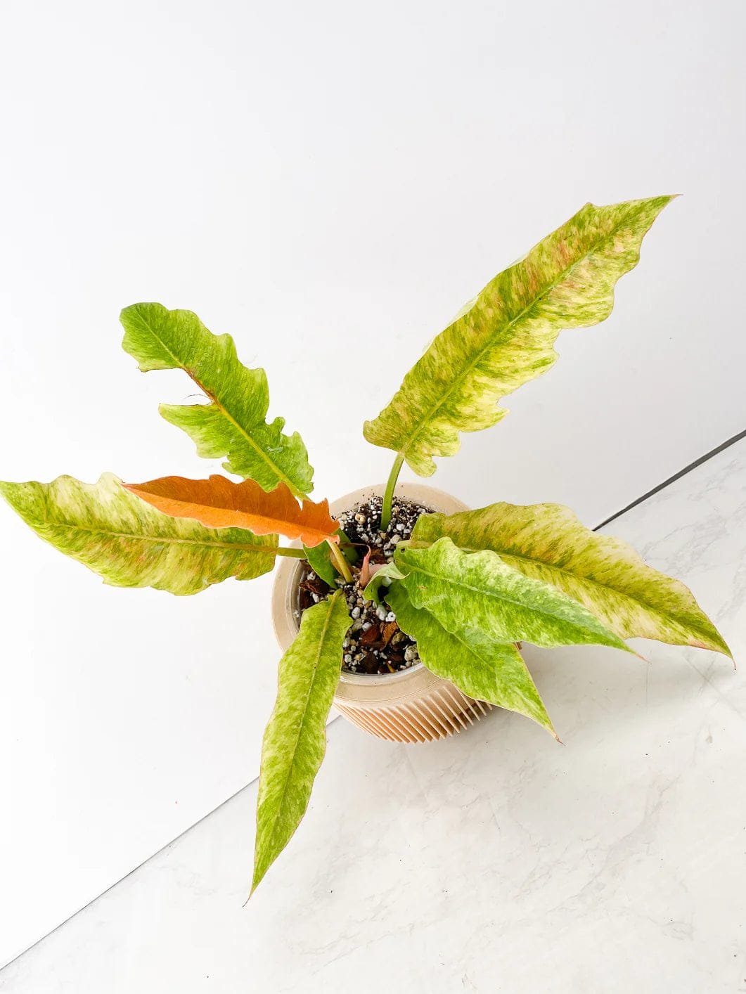 Philodendron Golden Saw Marble Variegated