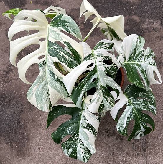 Monstera Albo