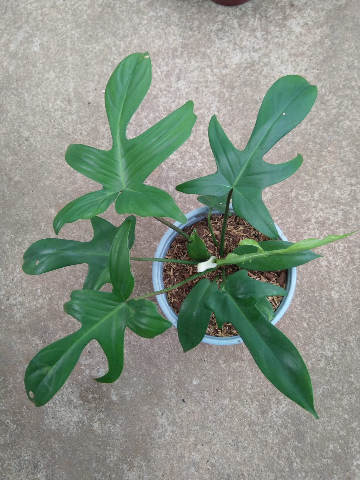 Philo Florida Ghost Green Big Size - Image 3