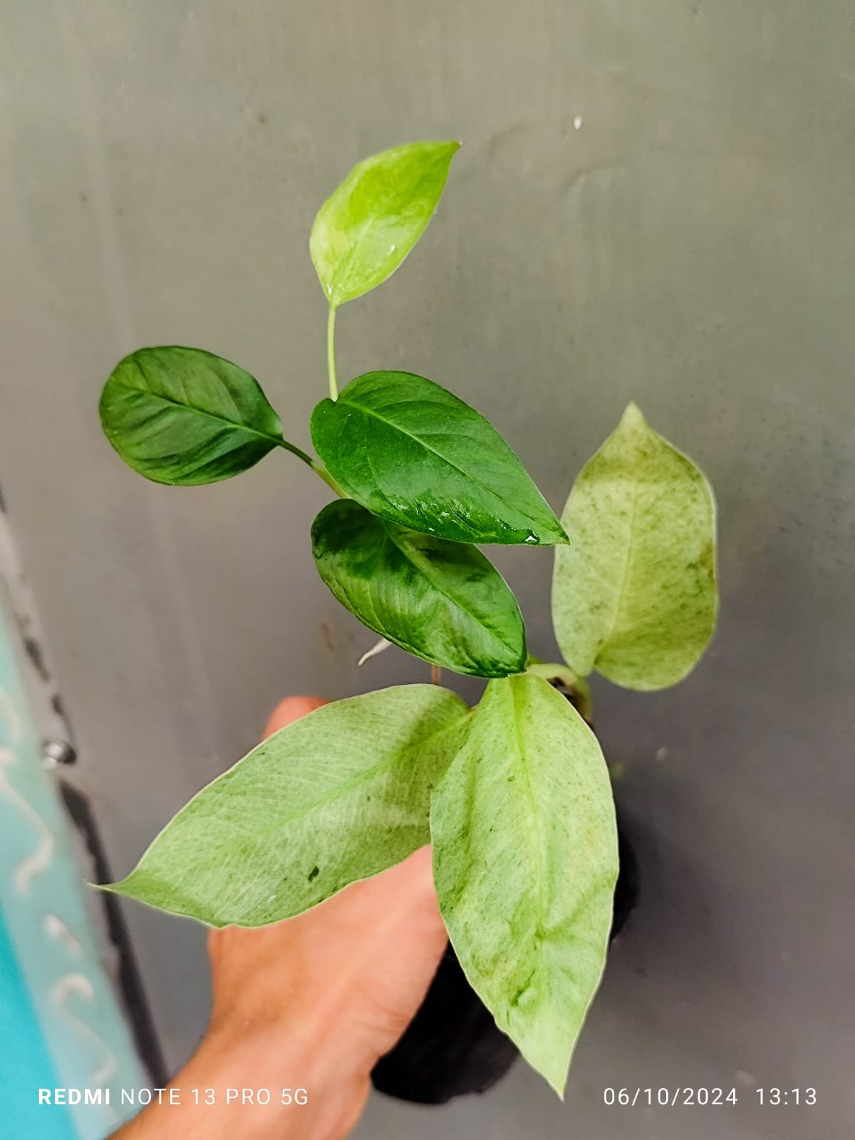 Monstera Laniata Mint Variegated - Image 2