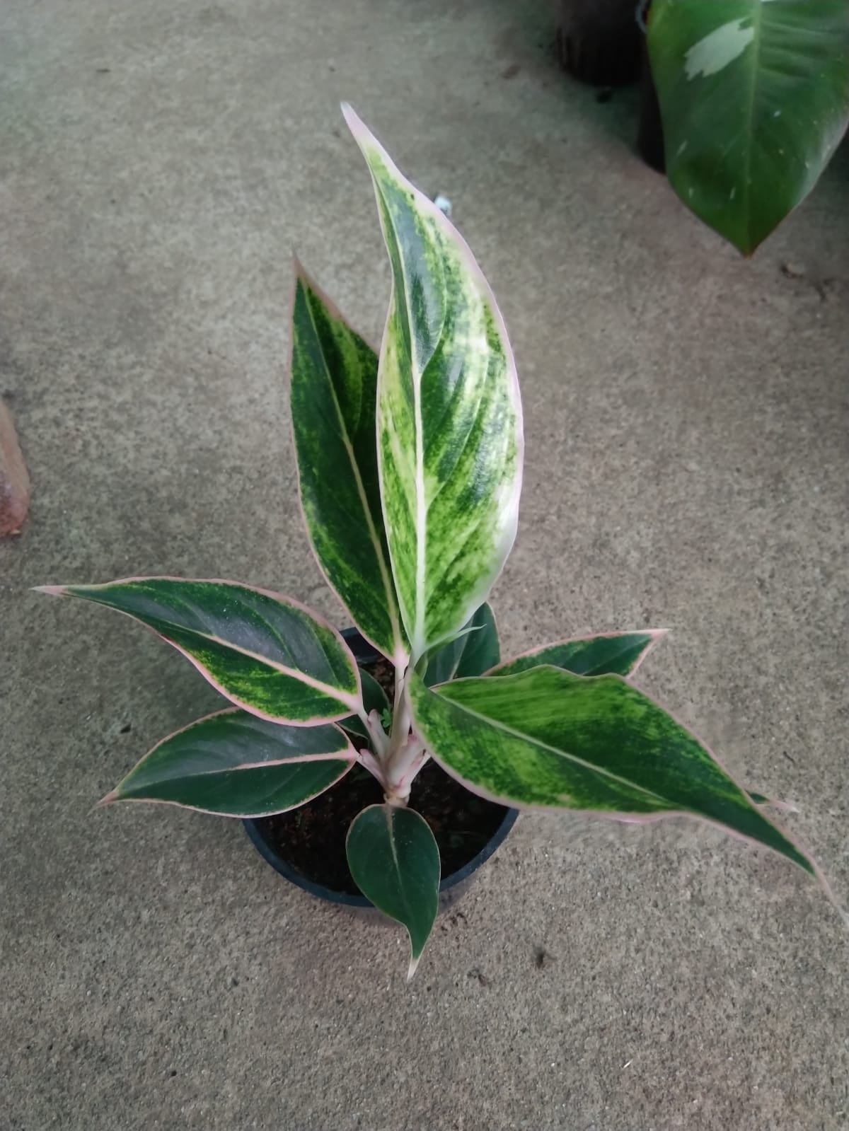 Pink Aurora - Image 3