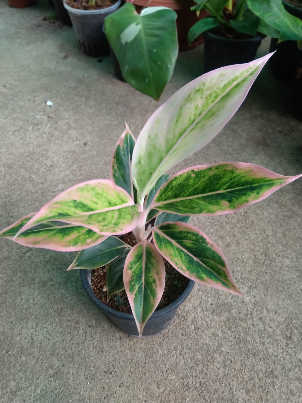 Pink Aurora - Image 2