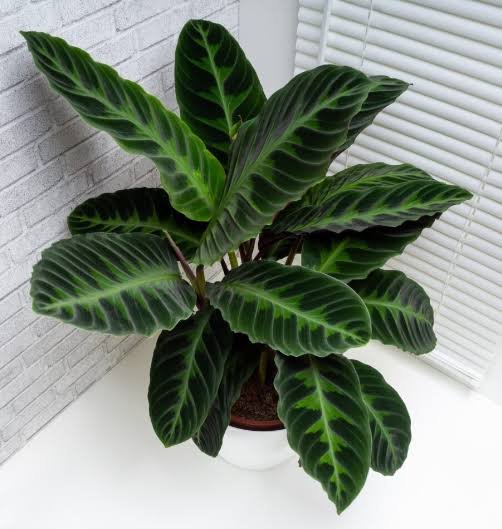 CALATHEA JUNGLE VELVET