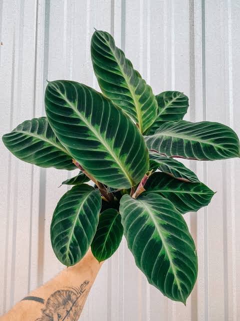 CALATHEA JUNGLE VELVET - Image 2