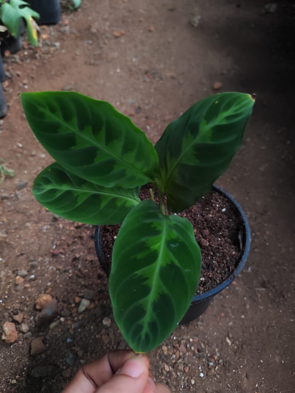 CALATHEA JUNGLE VELVET - Image 3