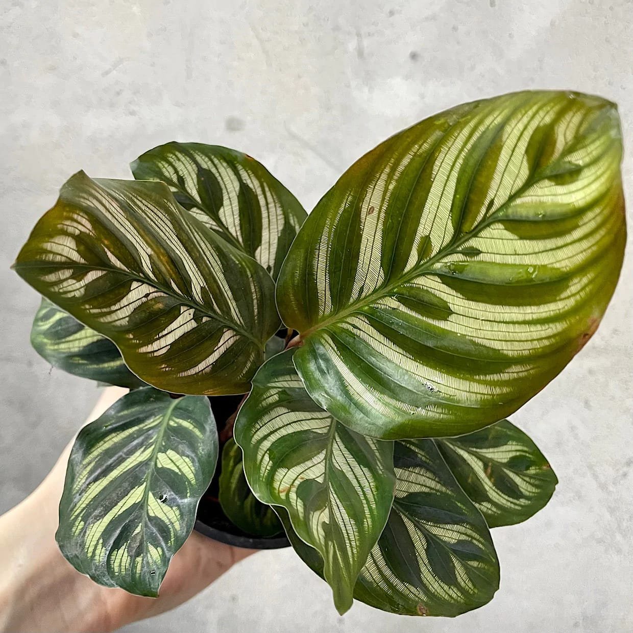 Calathea 20