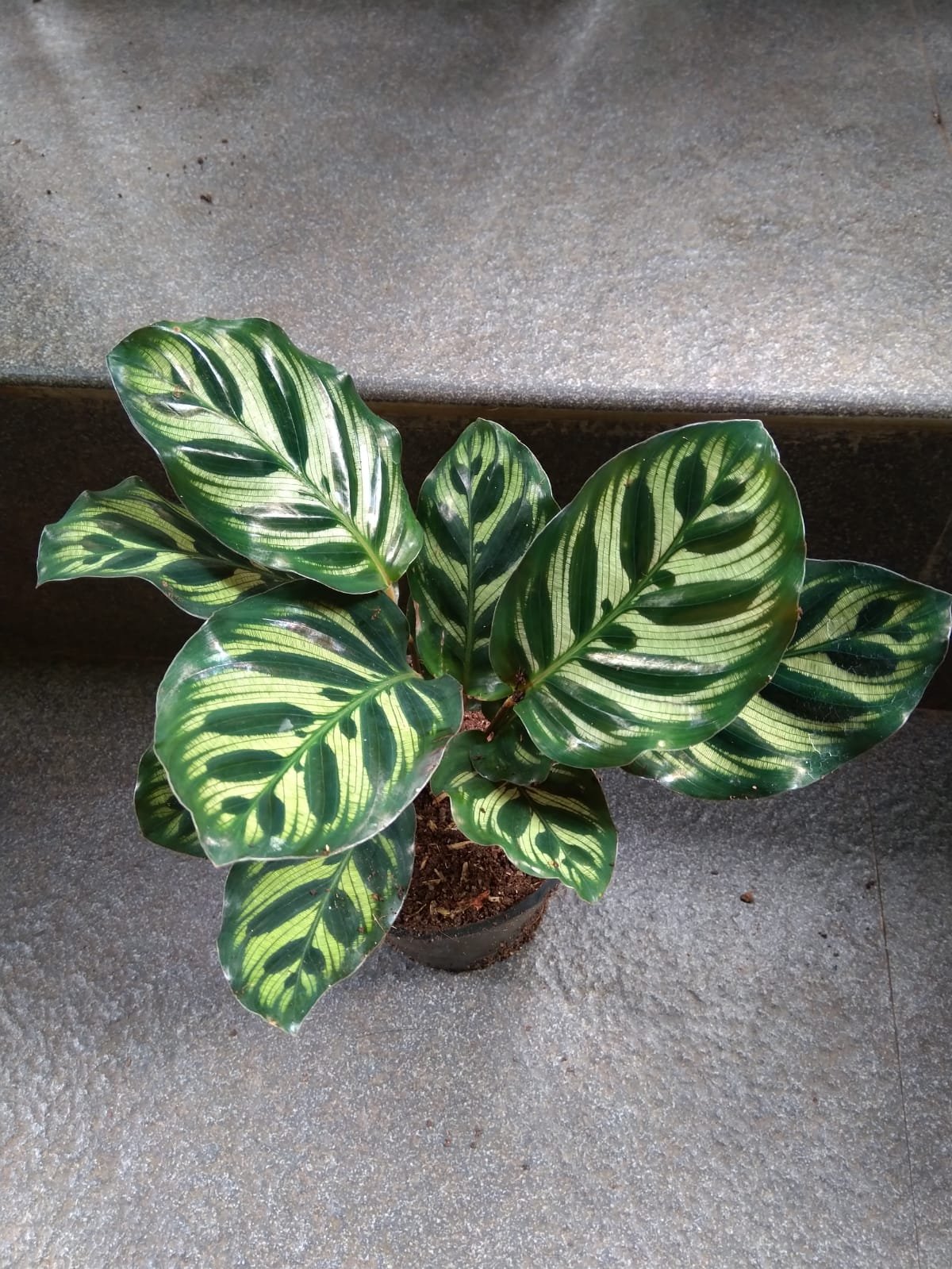Calathea 20 - Image 2