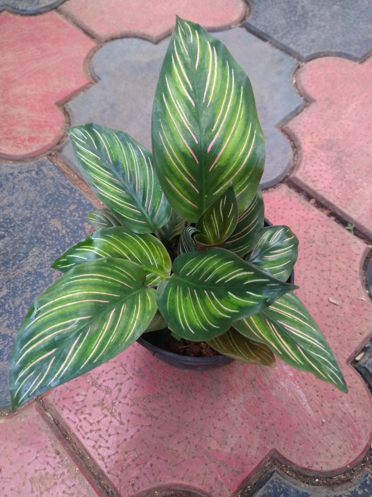 Calathea 25 - Image 2