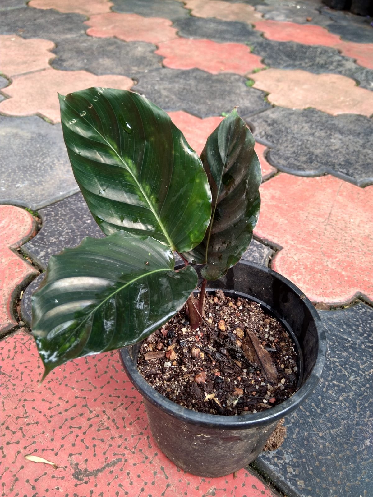 Calathea Black Magic - Image 2