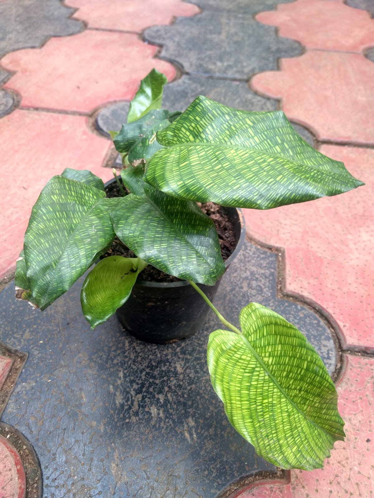 Calathea Musaica - Network. - Image 2