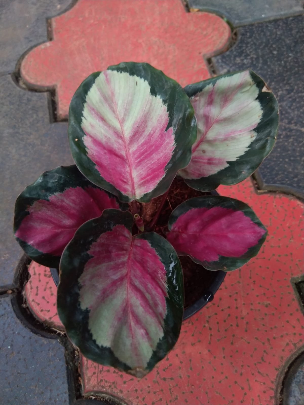 Calathea Roseopicta Rossy - Image 2