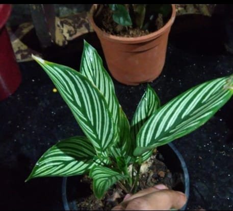 Calathia 13. - Image 2