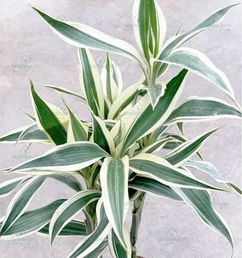 LUCKY BAMBOO VARIEGATED