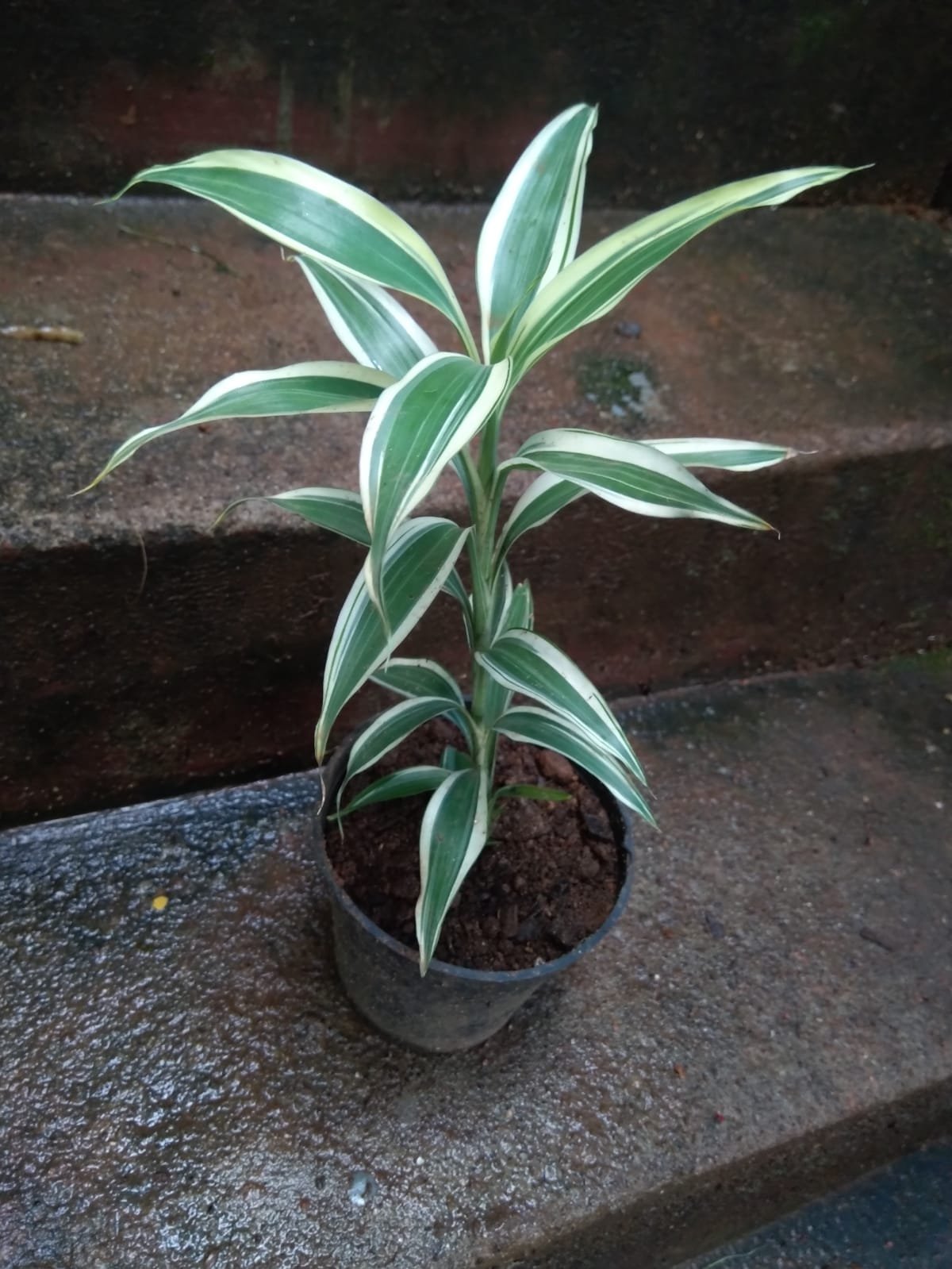 LUCKY BAMBOO VARIEGATED - Image 2