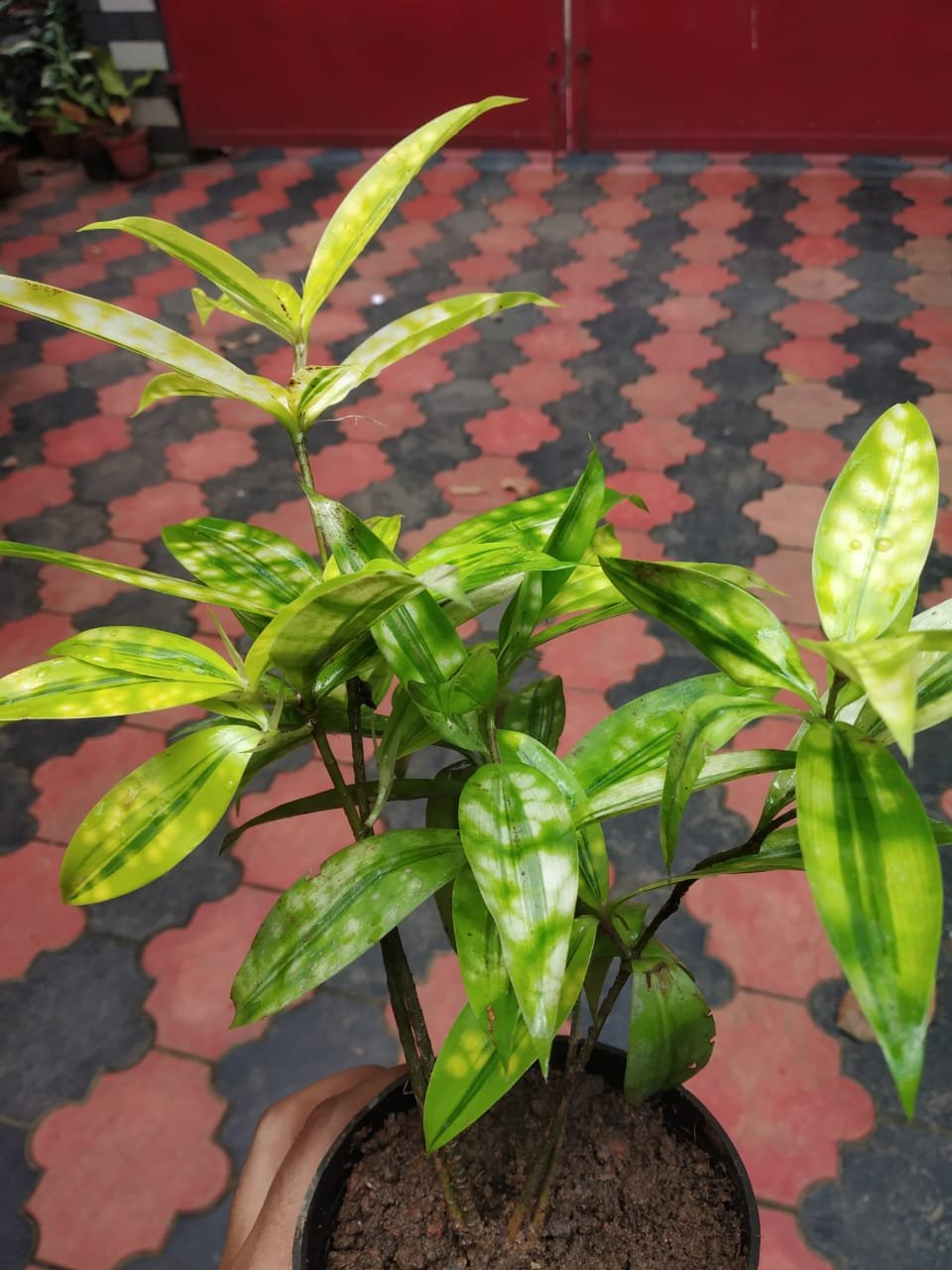 Milky Bamboo Big - Image 2