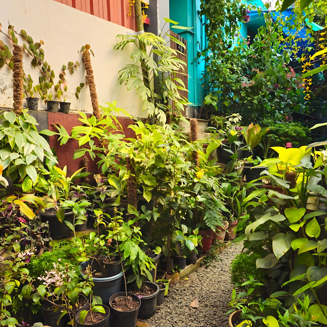 Philodendron Plant Varieties (23)