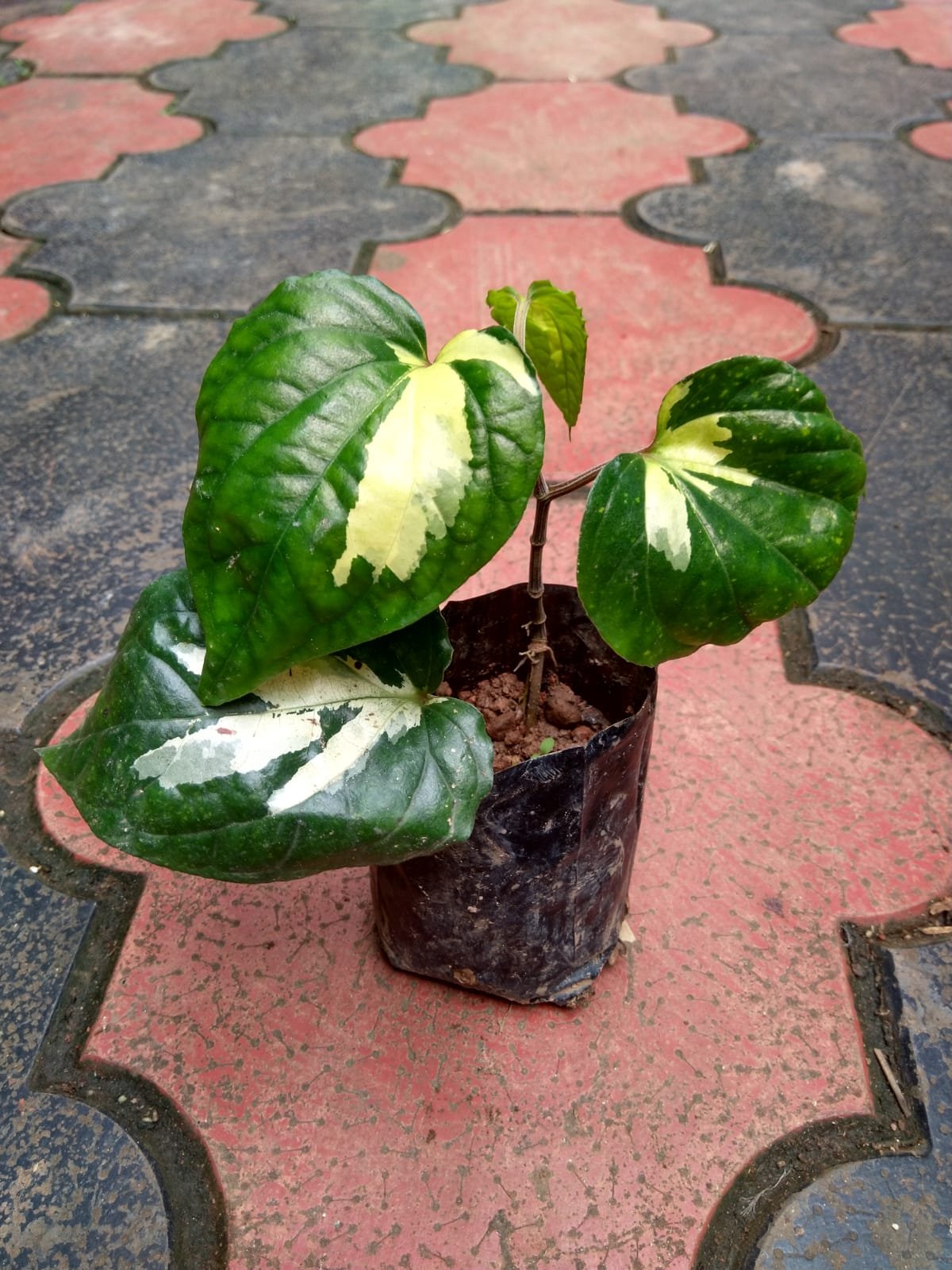 Piper Aurea Variegated - Image 2