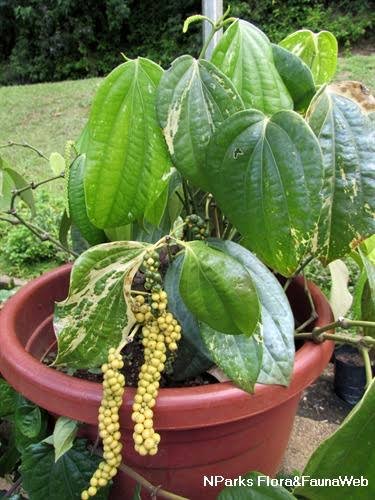 Piper Nigrum Variegated