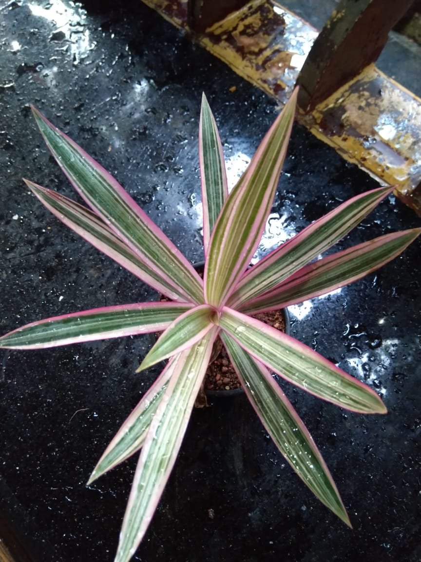 Rhoeo pink - Image 2