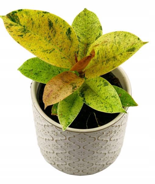 Rubber Plant Shivereana