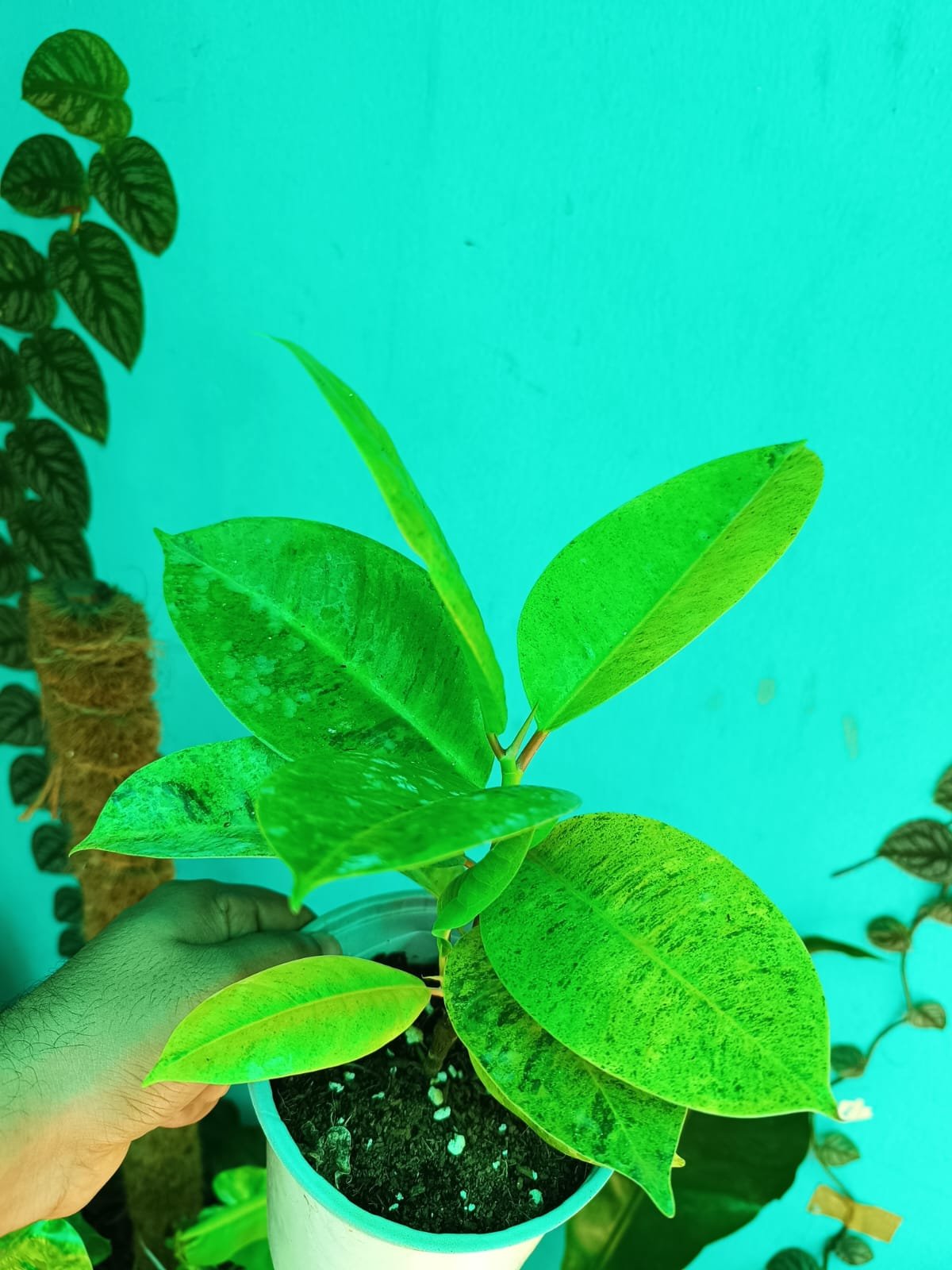 Rubber Plant Shivereana - Image 3