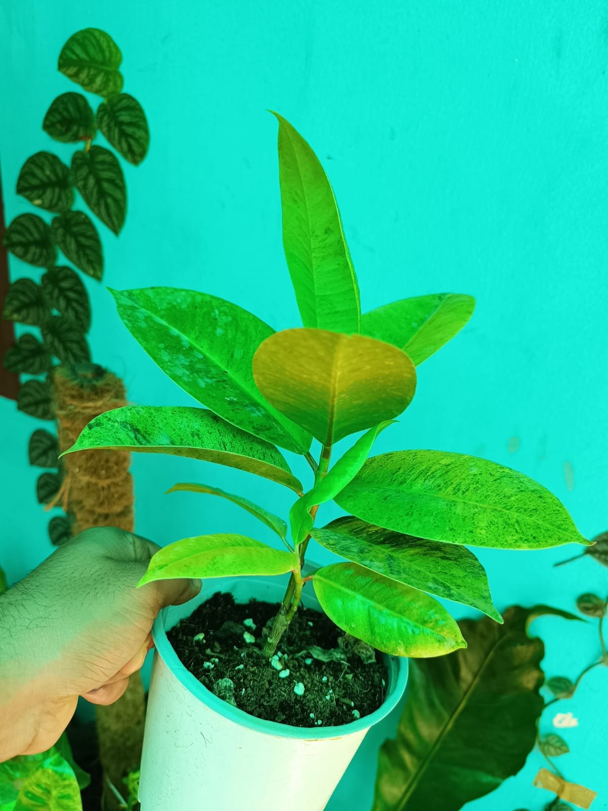 Rubber Plant Shivereana - Image 4