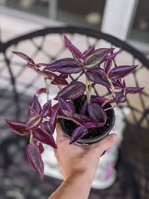 Tradescantia Deep Purple