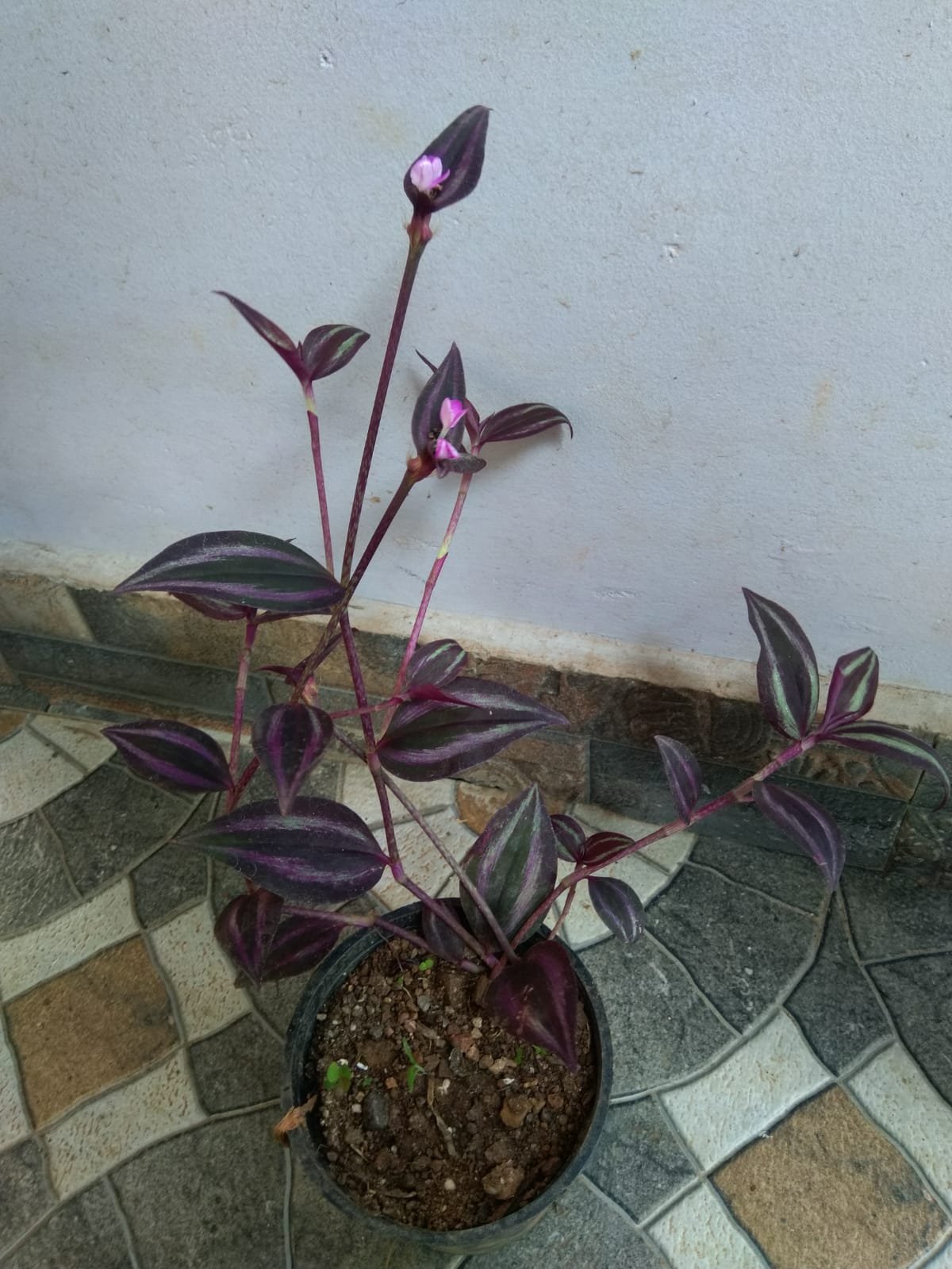 Tradescantia Deep Purple - Image 2