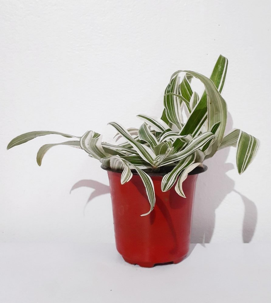 Tradescantia Variegated