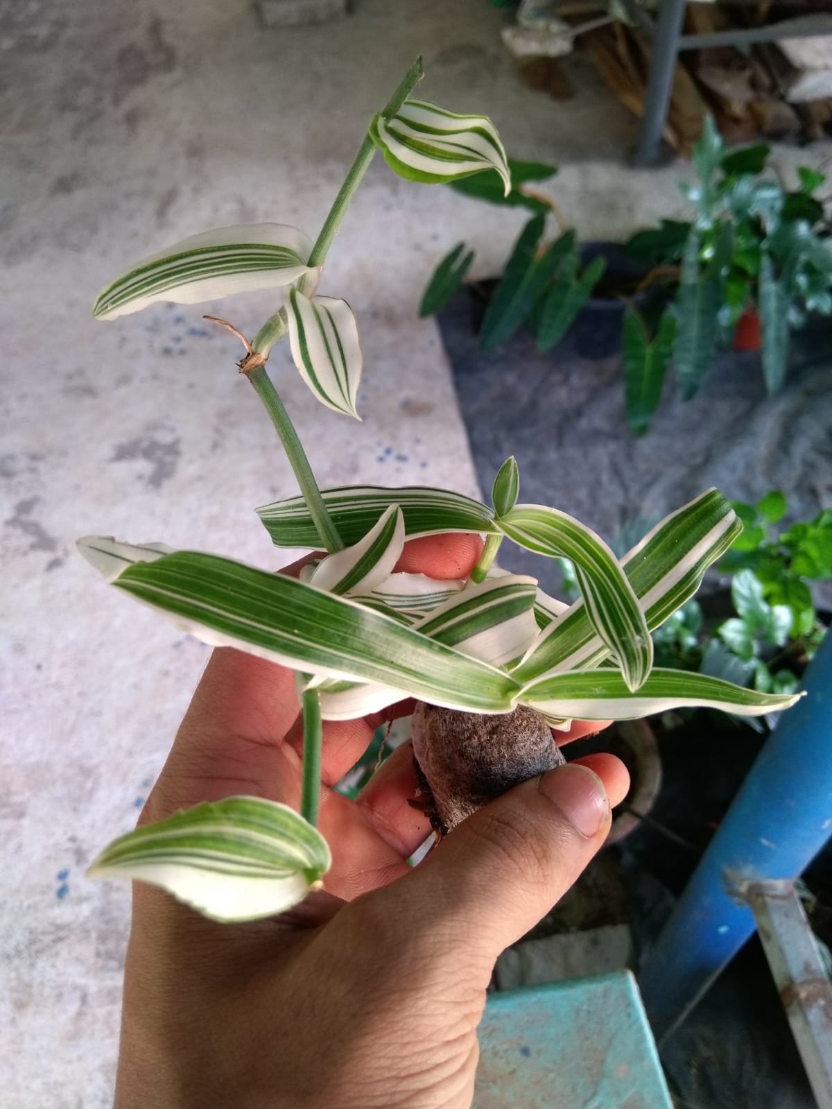 Tradescantia Variegated - Image 2