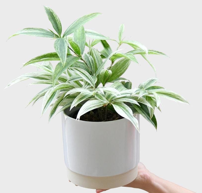 Variegated Milky Bamboo