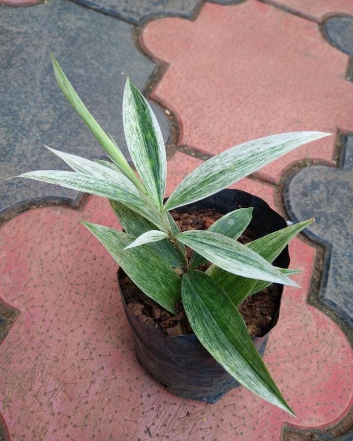 Variegated Milky Bamboo - Image 2