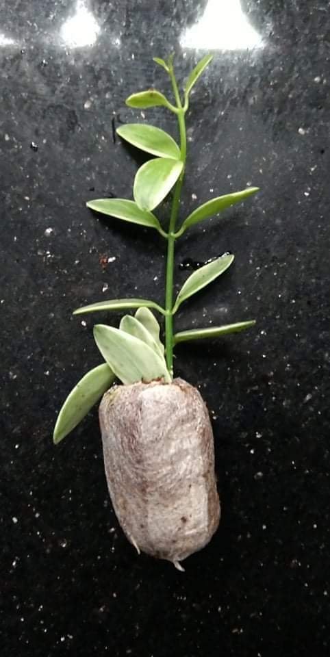 Variegated Nickles - Image 2