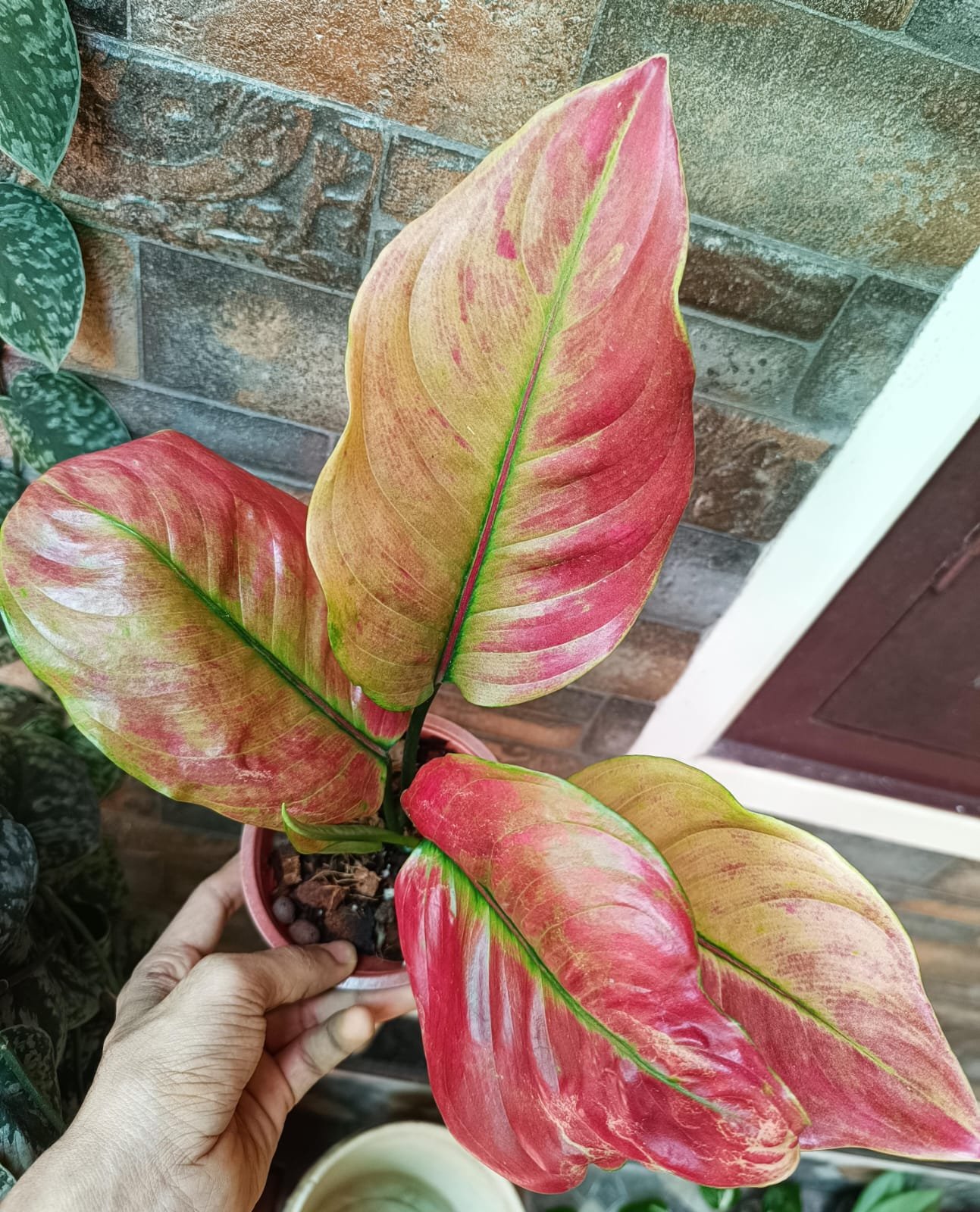 Aglonema Red Lady