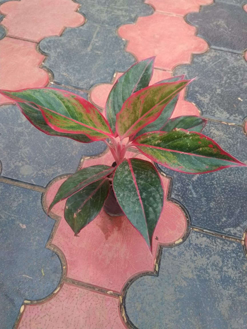 Red lipstick Aglonima - Image 2