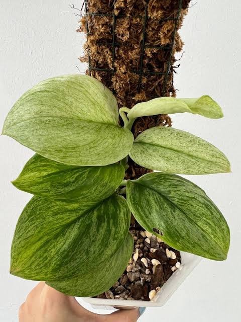Scindapsus Moonlight Mint Variegated
