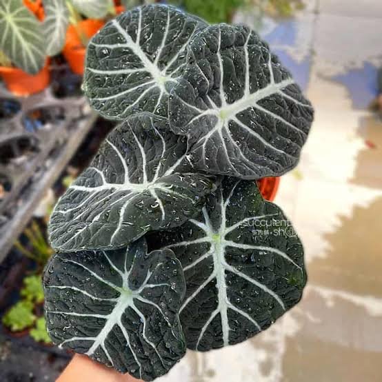 ALOCASIA NINJA