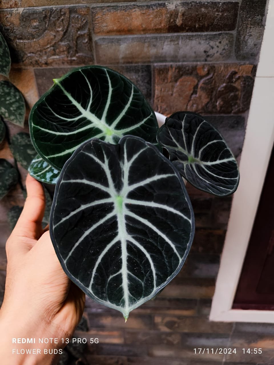 ALOCASIA NINJA - Image 2