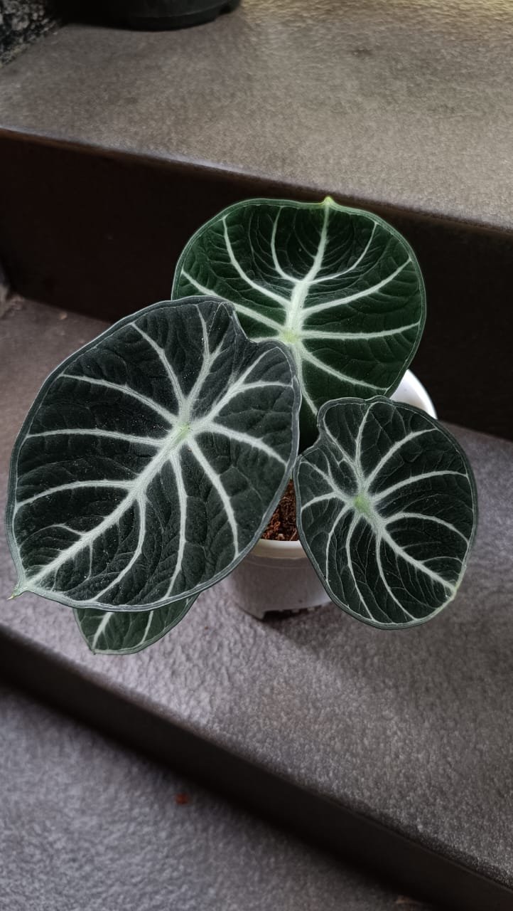 ALOCASIA NINJA - Image 3
