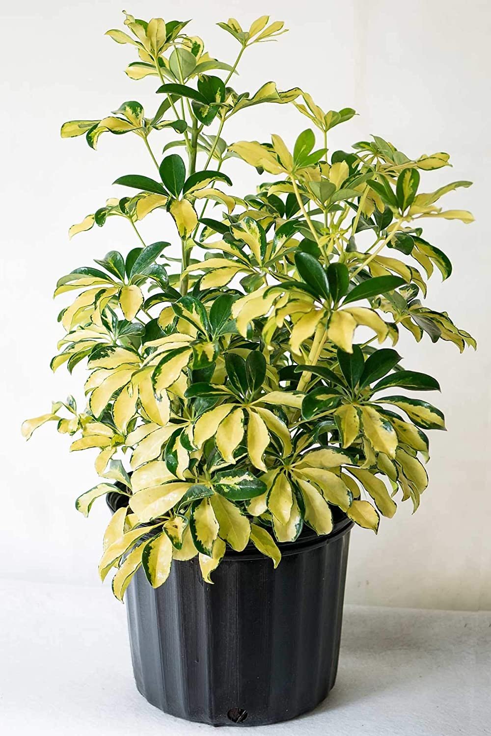 Arborikola Variegated Big