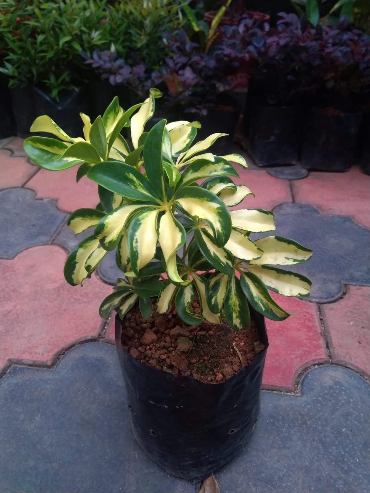 Arborikola Variegated Big - Image 2