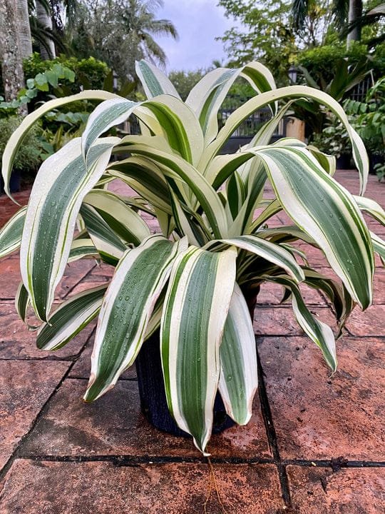 Dracaena White Aspen