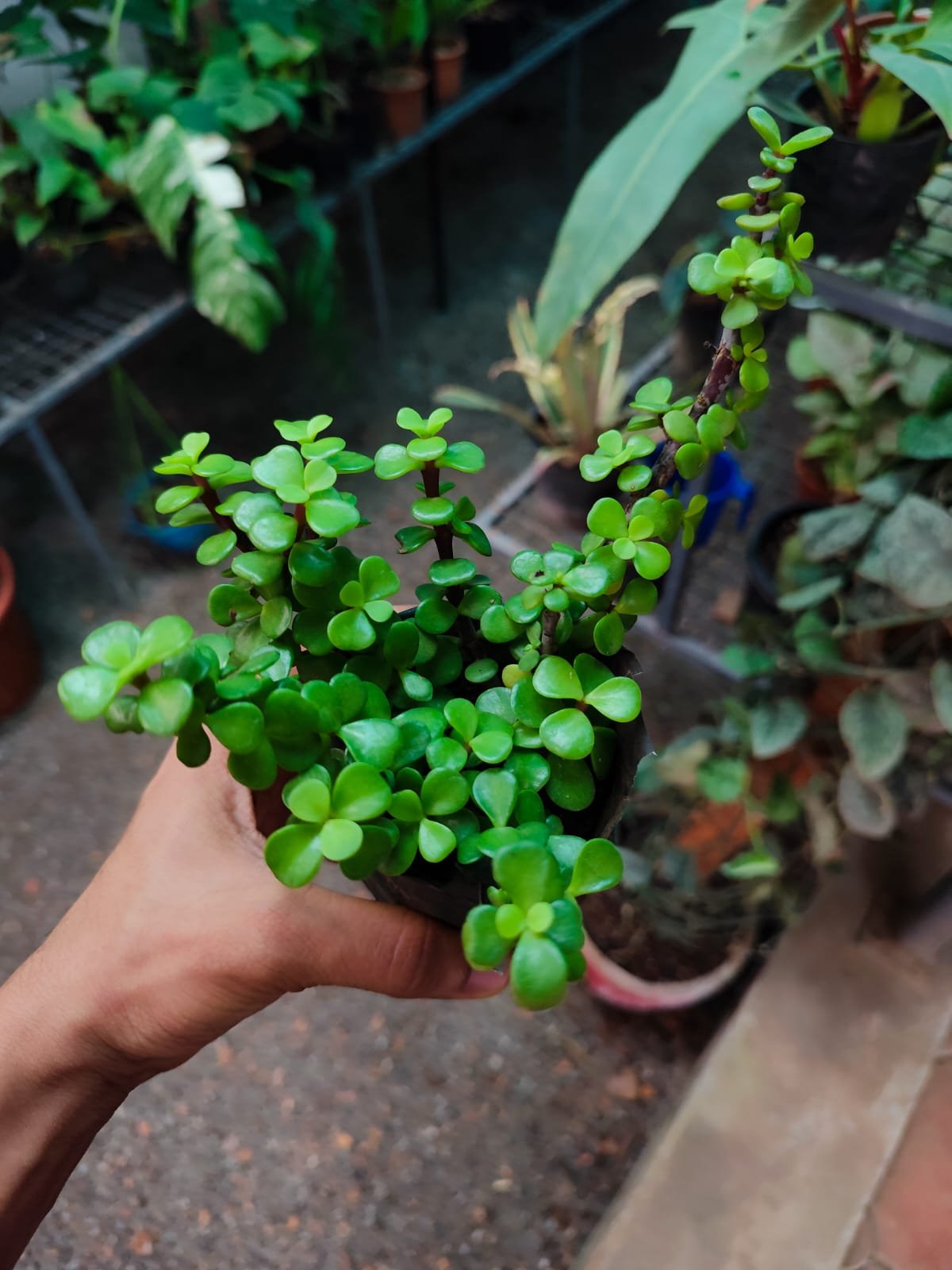 Jade Plant - Image 2
