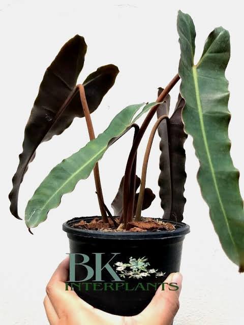Philodendron Black Biliettie Small