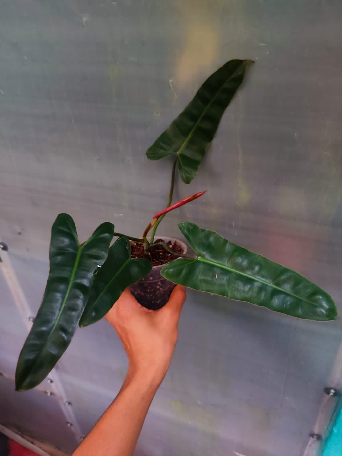 Philodendron Black Biliettie - Image 2