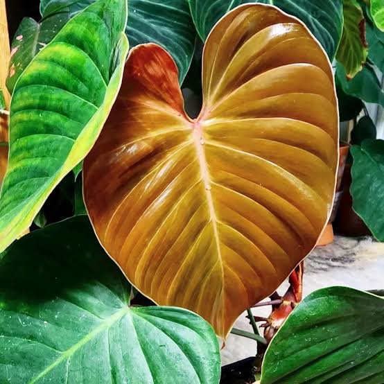Philodendron Lynami x Plowmani