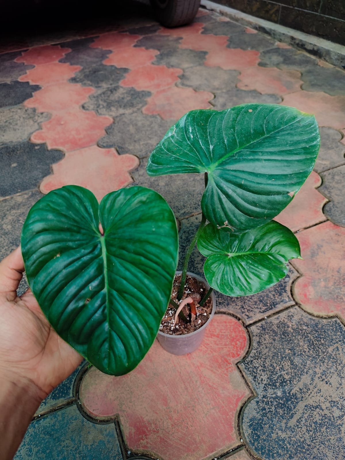 Philodendron Lynami x Plowmani - Image 2