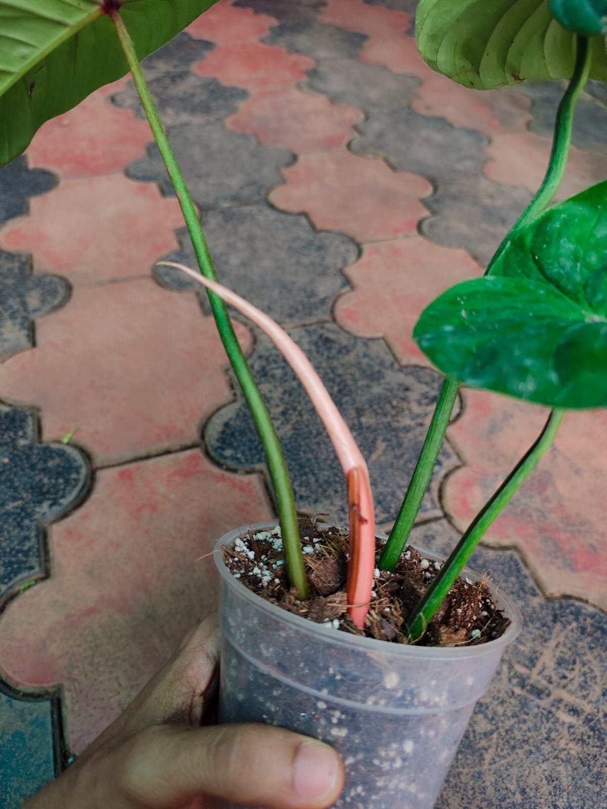 Philodendron Lynami x Plowmani - Image 3
