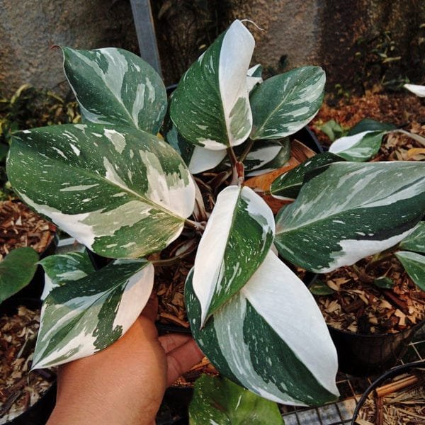 Philodendron White Knight