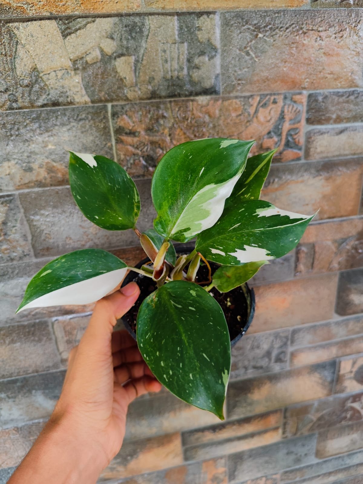 Philodendron White Knight - Image 2